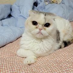 スコティッシュフォールド成猫女の子