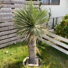 ユッカロストラータ 150cm