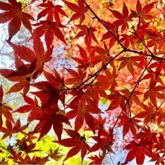 11/16 まさると行く【季節を感じる 紅葉ツアー】 - 友達