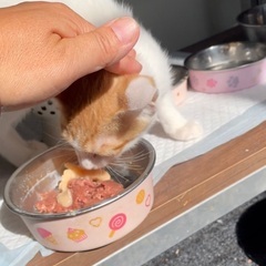 里親さんと巡り会えました - 猫