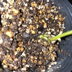 サザンカ　実生一年生の画像