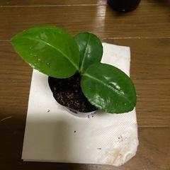 サザンカ　実生一年生