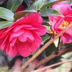 サザンカ　実生一年生の画像