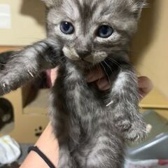 まだまだ、里親募集中