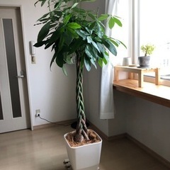 観葉植物 パキラ 編み込み