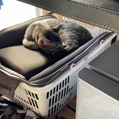 子猫　あげます