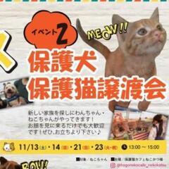 住協モデルハウス保護猫譲渡会