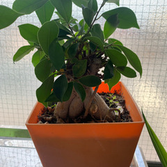 観葉植物　ガジュマル2 商談中