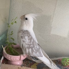 オカメインコとセキセイインコ
