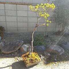 盆栽