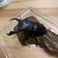 テイオウヒラタクワガタ幼虫4匹セットの画像