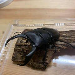 テイオウヒラタクワガタ幼虫4匹セット