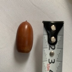 どんぐり　