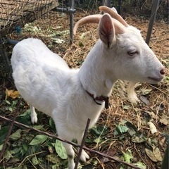 メス♀ヤギあげま（相談中）　