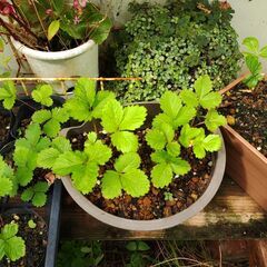 植物【ハーブ：ワイルドストロベリー(鉢植え)】
