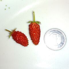 植物【ハーブ：ワイルドストロベリー】鉢植えの画像