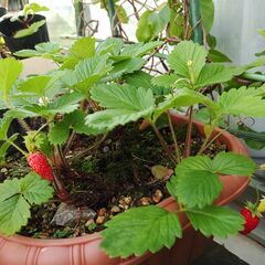 植物【ハーブ：ワイルドストロベリー】鉢植えの画像