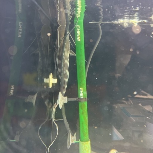 アクリル水槽　1200×450  生体付き