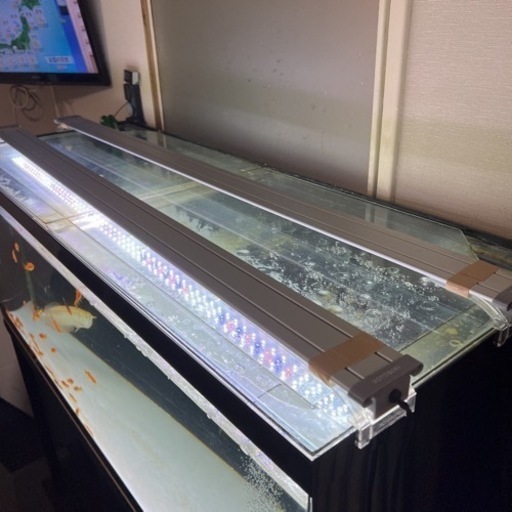 アクリル水槽　1200×450  生体付き