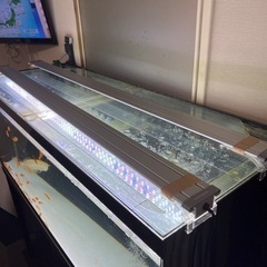 アクリル水槽　1200×450  生体付きの画像