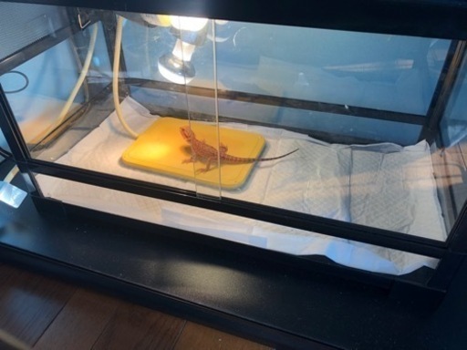 フトアゴヒゲトカゲ飼育用品