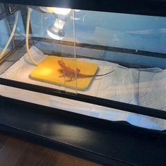 フトアゴヒゲトカゲ飼育用品
