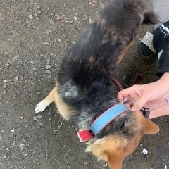 珍しいカラーの柴犬　女の子 - 恵那市