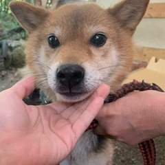 珍しいカラーの柴犬　女の子の画像