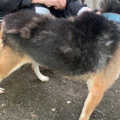 珍しいカラーの柴犬　女の子 - 犬