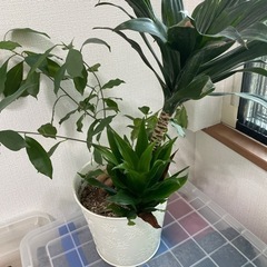 観葉植物　パキラとガジュマルお譲りします！