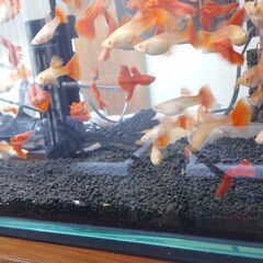 RREA グッピー♂1♀1（フルレッド）