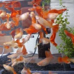 RREA グッピー♂1♀1（フルレッド）の画像