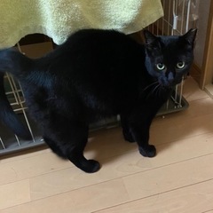 正式譲渡になりました！