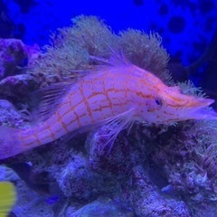 海水魚　水槽　500円〜の画像
