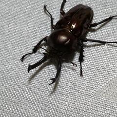 ニジイロクワガタ　♂オス＋オマケ♂オス付
