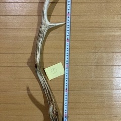 鹿角①