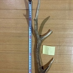 鹿角③