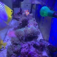 ライブロック合計10キロ　スターポリプ付きの画像