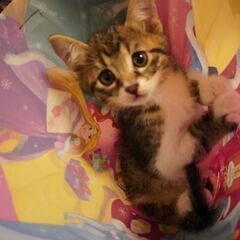コロコロ太った元気な子猫たちです