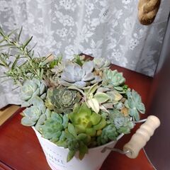 多肉植物　寄植え
