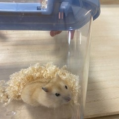 【お家が決まりました】令和3年10月25日生まれのハムスターの赤...