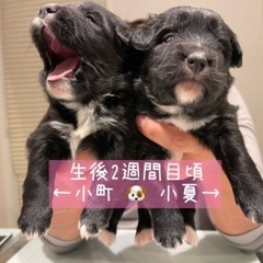 大型犬MIX🐶生後3ヶ月︎︎ ♀