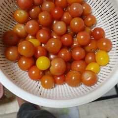 ミニトマトいりませんか？の画像