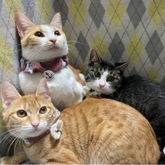 美人親子猫里親募集