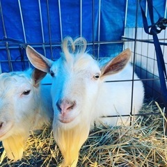 2歳  ヤギ販売   5万円