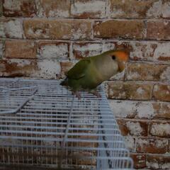 里親様決定致しました。コザクラインコ 可愛がって下さる方。