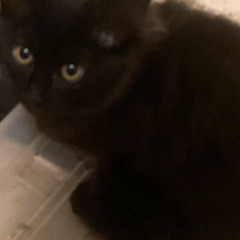 ２ヶ月🐈‍⬛里親募集しています。