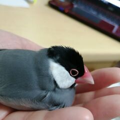 桜文鳥を逃がしてしまいました。