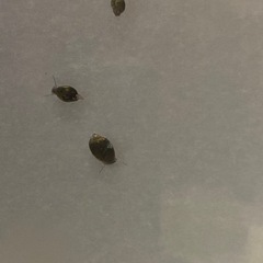 ミナミヌマエビ　50匹まで、モノアラガイ？100匹