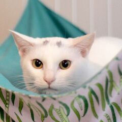 モチモチのイケメン子猫　東芝くん